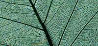 Листья сухие для декора Rayher 8500613 (1 блистер х )