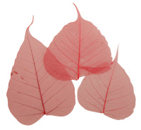 Листья сухие для декора Rayher 8500618 (1 блистер х )