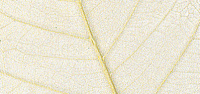 Листья сухие для декора Rayher 8500631 (1 блистер х )