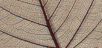 Листья сухие для декора Rayher 8500605 (1 блистер х )