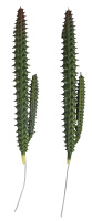 Декоративное растение "столбчатый кактус" Rayher 55859000 (2 шт)